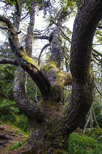 Skye Forest Gerdens