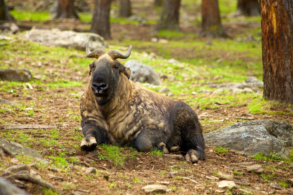 Takin Goat-Antelope Bhutan | GRID-Arendal
