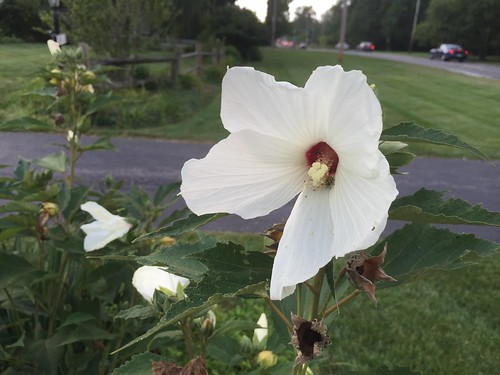 Bloom Day, August 2015