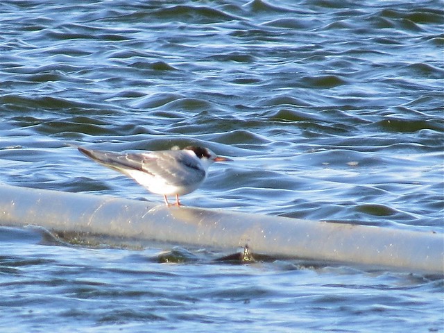 Common Tern at the Gridley Wastewater Treatment Ponds in McLean County, IL 02