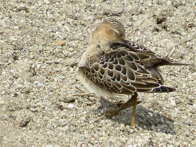 Buff-breasted Sandpiper at El Paso Sewage Treatment Center in Woodford County, IL 14