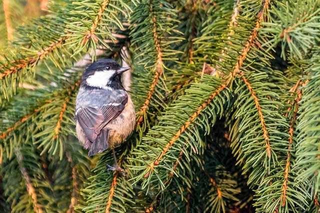 Coal tit on a spruce tree branch