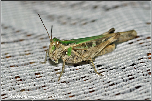 insects grasshopper flyinginsect insectindia