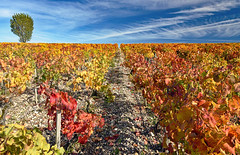 Bordeaux vineyards in autumn