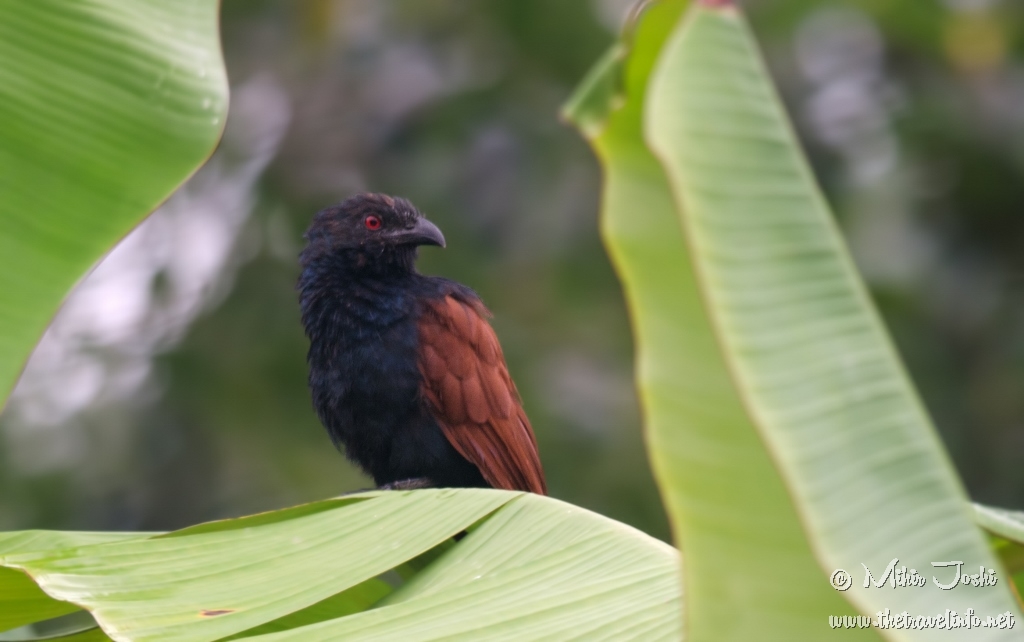 Southern Coucal
