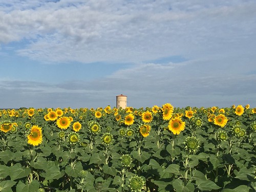 landscape field watertower sunflowers d21fromissigeac dordogne france
