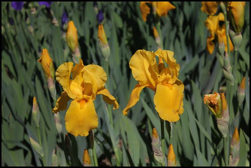 Iris jaune d'or 1 bitone - Claire [identification non terminée] 21188854601_b378792192