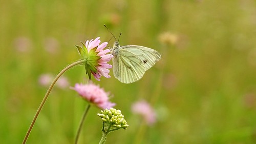 flowers macro green nature closeup meadow poland polska butterly chełmno kałnas góraświętegowawrzyńca