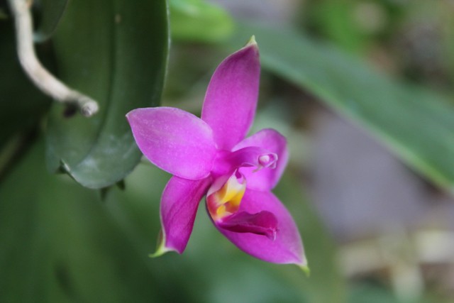 Phalaenopsis bellina x violacea coerulea indigo 21546643754_906d1594da_z