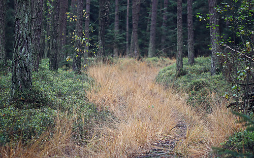 autumn grass forest herbst gras wald