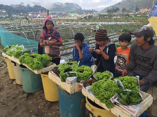 lettuce vendors,  Strawberry Farm, Baguio
