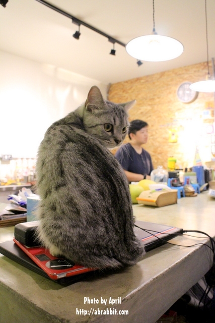 [台中]好日咖啡--逢甲巷弄咖啡廳，有隻可愛店貓唷！@逢甲 西屯區 福上巷