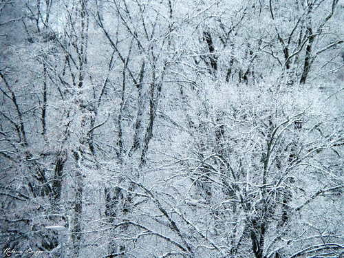schnee snow tree ast branch sweden nieve schweden neve árbol neige sverige 木 albero ramo arbre 雪 snö baum rama träd suecia treebranch branche suède gren スウェーデン svezia 枝 värnamo trädgren