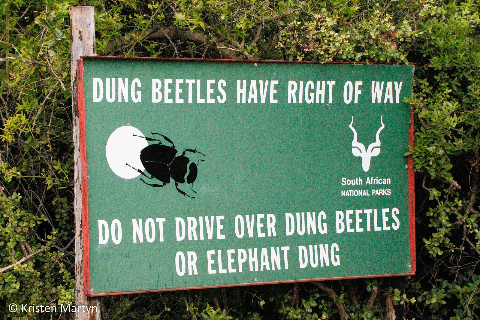 Dung Beetle Sign
