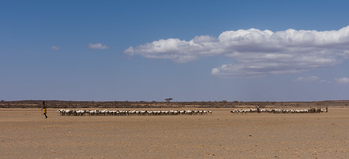 africa desert goats kenya marsabitcounty ke