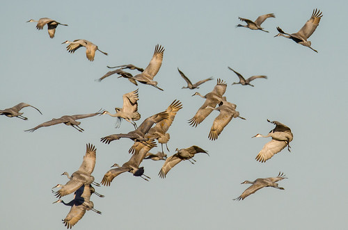 sandhillcrane 1000views onethousandviews