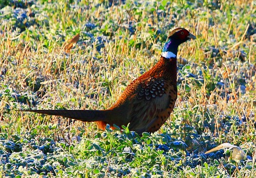 county cardinal pheasant reis iowa larry rooster marsh ringnecked winneshiek