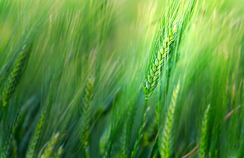 summer france green field warm remember silent wind wheat calm silence zen midi breeze garonne haute pyrénées auzeville tolosane supervincent31 vb31photo sicoval