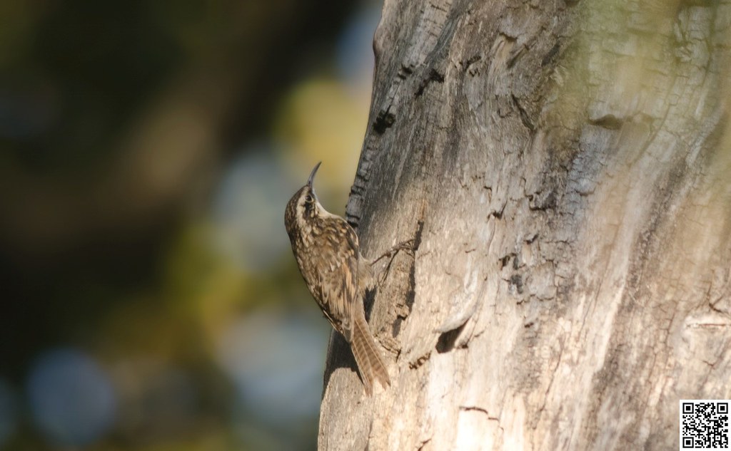 Bar-tailed Treecreeper