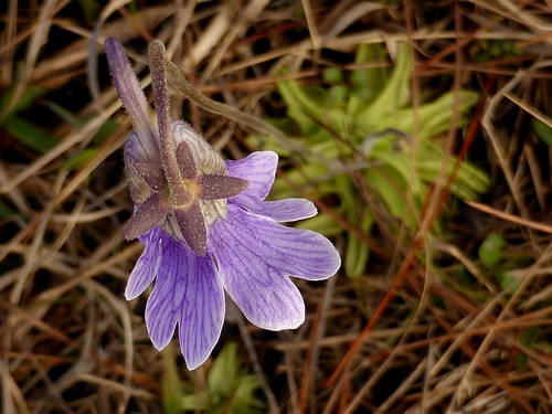 blueflowerbutterwort pinguiculacaerulea