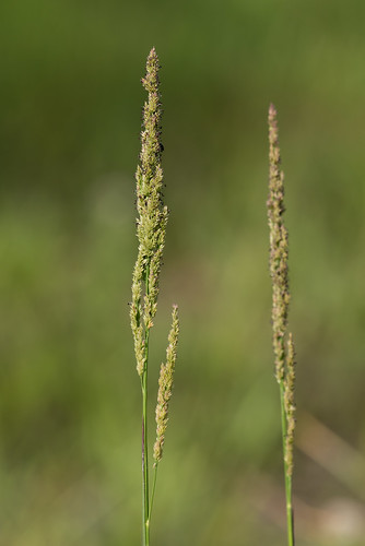 native poaceae monocots panicumrigidulum coleataeniarigidula redtoppanicgrass