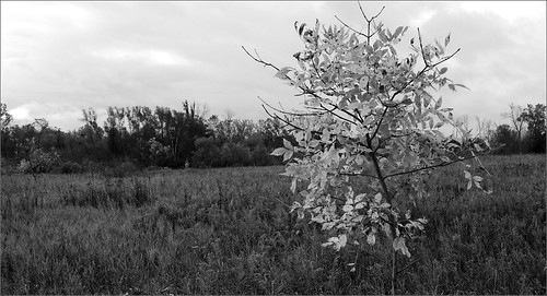 autumn trees sky bw tree raw michigan meadow joeldinda sunfield 1v2 220365