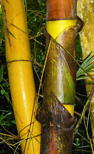 plant abstract yellow digital botanical photography centre bamboo valley trinidad tropical vegetation wright asa studies arima