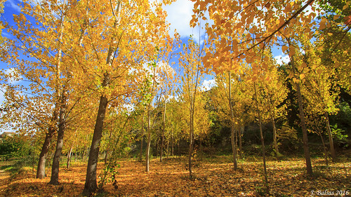 coloresdelotoño bosque cañóndelzarzalar árboles follaje airelibre nerpio serenidad paisaje parque