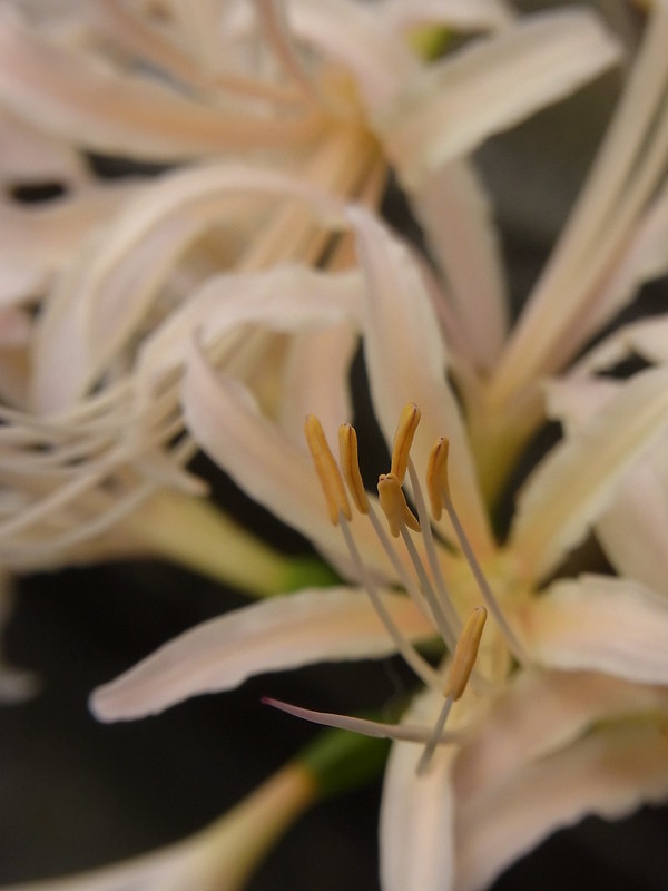 White spider lilies 白い彼岸花