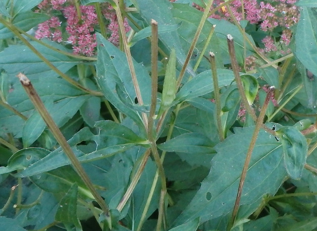 several stems without flowers