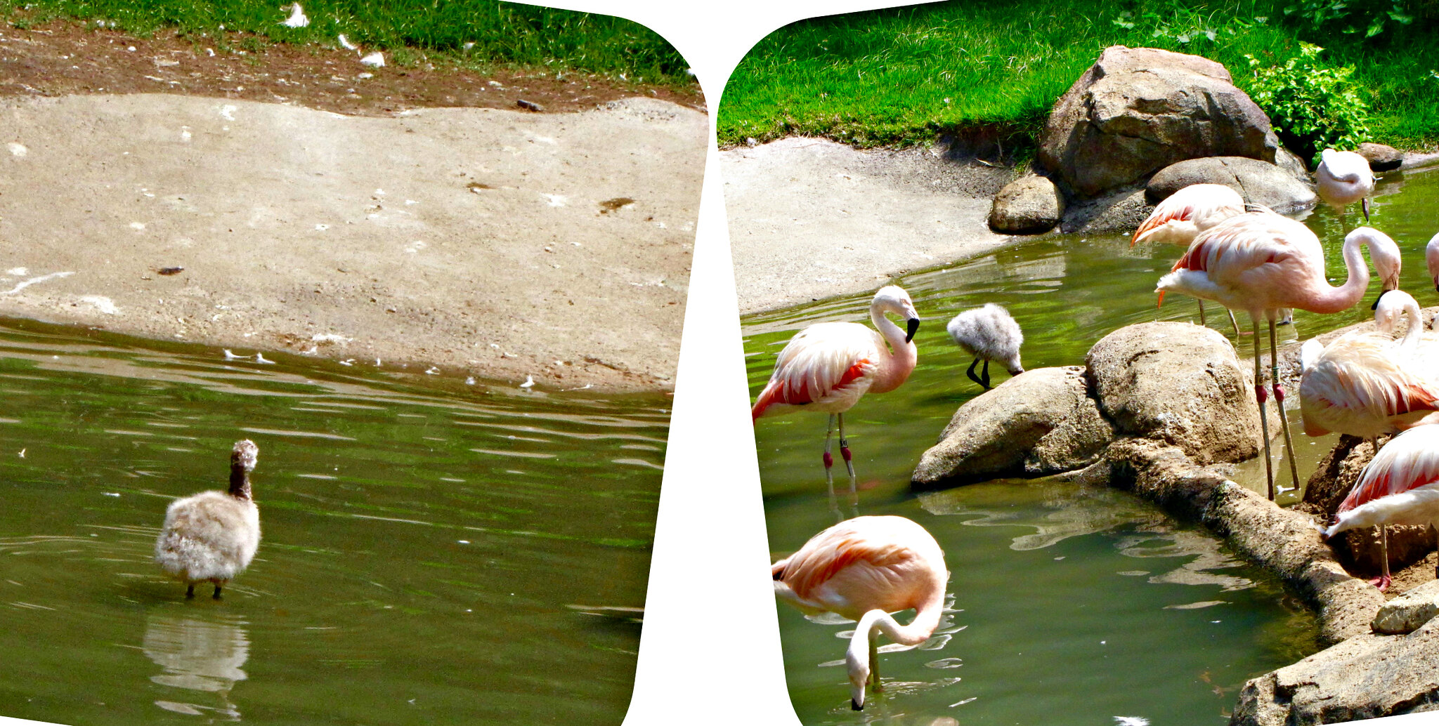 Flamingo collage