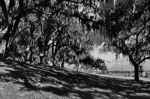 trees blackandwhite monochrome florida scenic monochromatic hills spanishmoss centralflorida ironmountain sunshinestate lakewales boktowergardens nikond90 jorgemolina