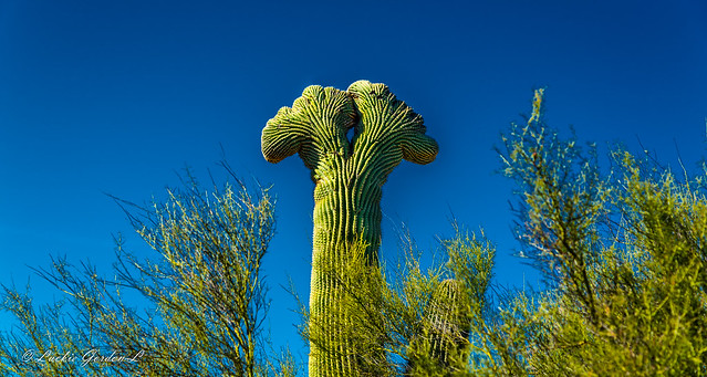 Crested Cactus