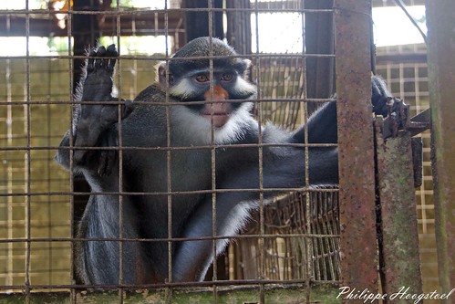 nigeria primates crossriver calabar cercopithecus cercopithecidae cercopithecuserythrotis