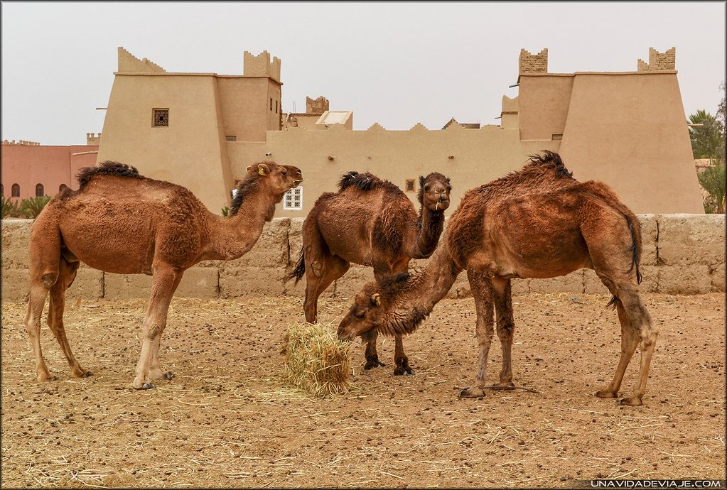 Marruecos sur desierto camellos