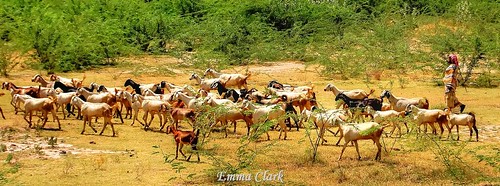panorama india nature animal animals landscape landscapes nikon indian goat panoramic goats herd tamilnadu dindigul herding goatherding