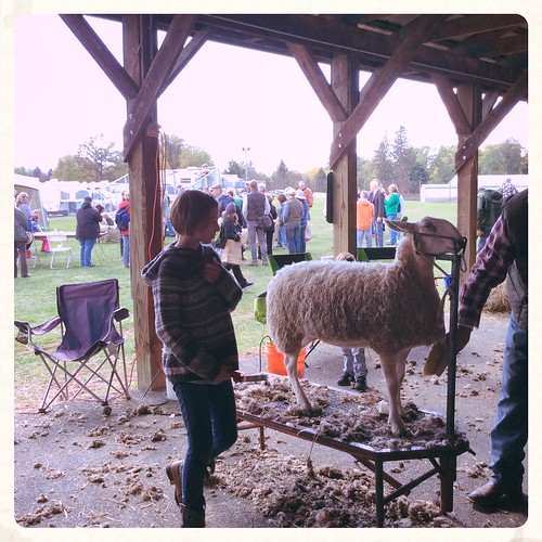 Sheep shearing at Rhinebeck