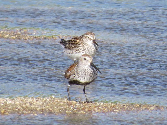 White-rumped Sandpiper and Dunlin at El Paso Sewage Treatment Center in Woodford County, IL 03