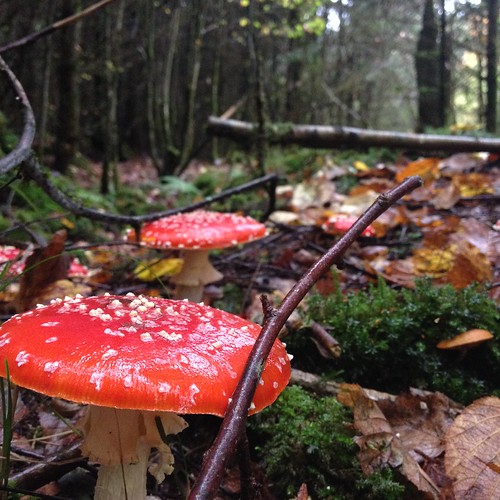 autumn nature germany mushrooms herfst natuur eifel fungus paddestoel duitsland