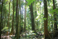 Wilson River sub tropical rainforest