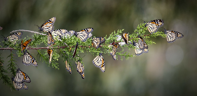 String of Monarchs