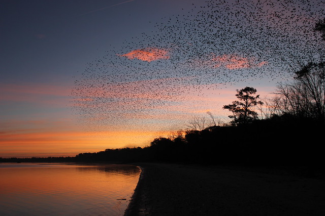 River of Birds at Chippokes State Park, Virginia