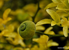 Very thorny
Stems remain green very long
Lemon-like fruit