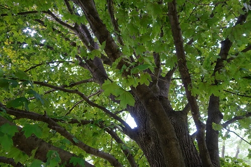 iowa belleplaine aroundtown franklinpark park tree leaves 2016 sonyrx100ii