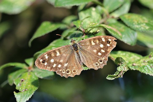 Speckled Wood Pararge aegeria
