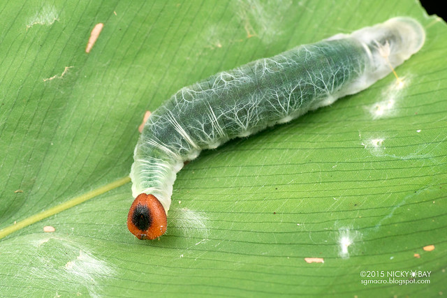Caterpillar - DSC_1107