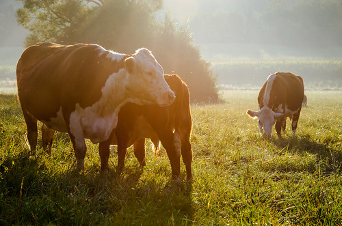 animals cow hungary hereford grazing