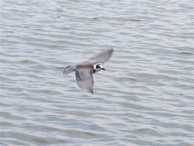 Black Tern at El Paso Sewage Treatment Plant in Woodford County, IL 10