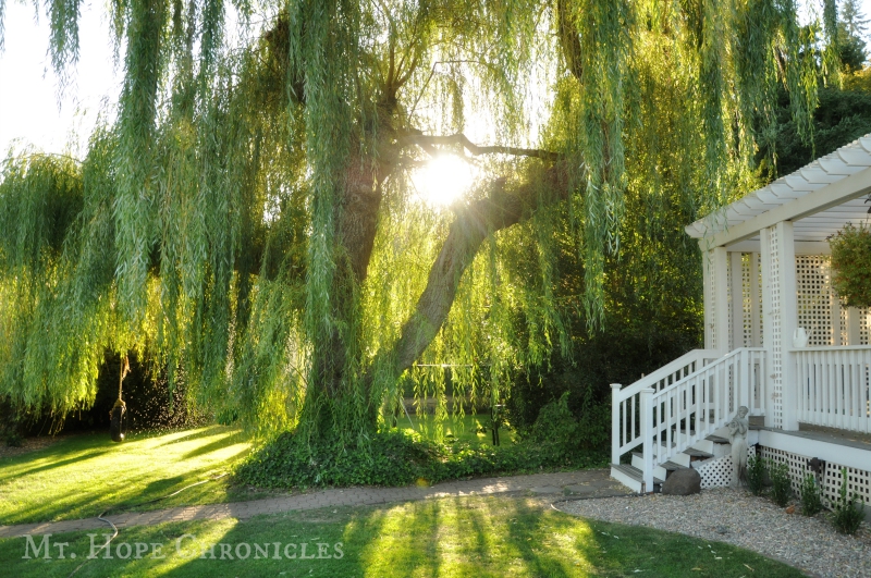 The Willow @ Mt. Hope Chronicles