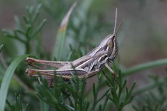 Sharp-tailed Grasshopper - Euchorthippus declivus
